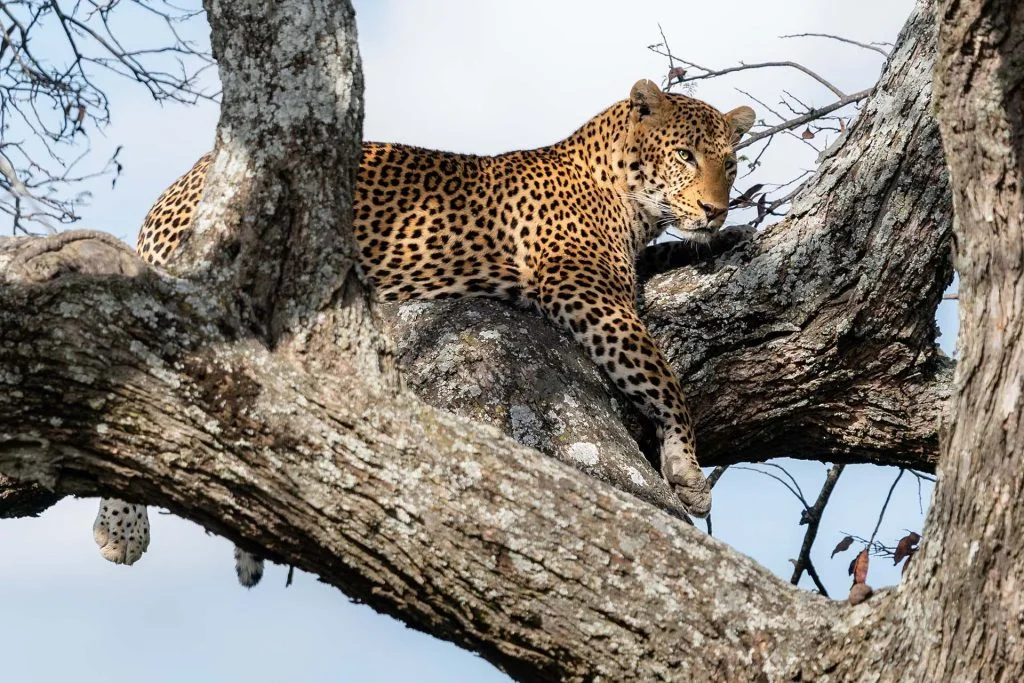 UGANDA