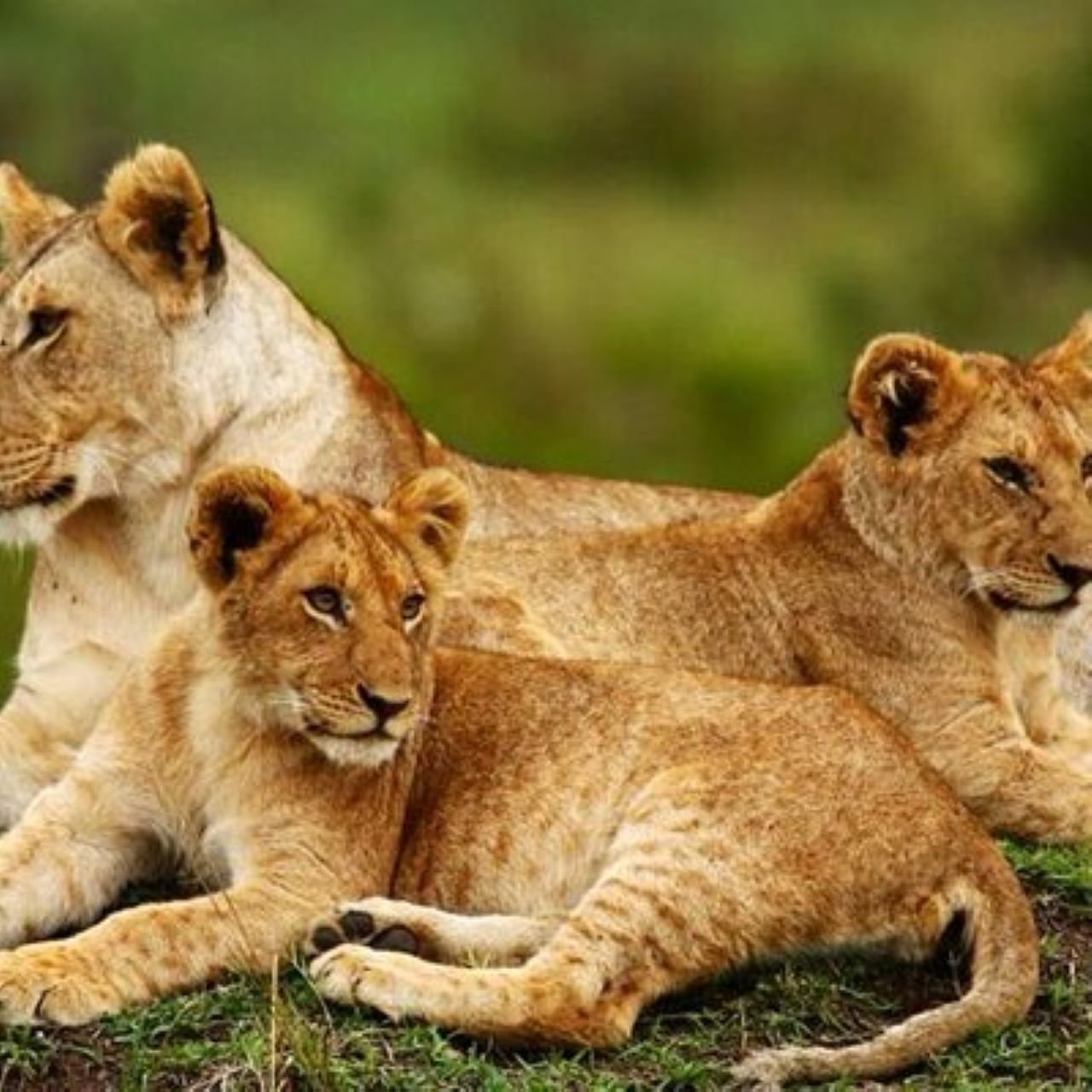 Arusha National Park Full-Day Safari